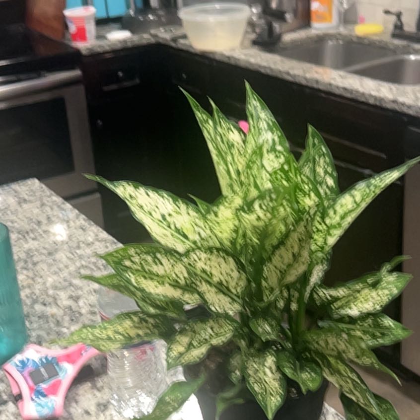Photo of the plant species First Diamond by @TryBasil25 named Sonora on Greg, the plant care app