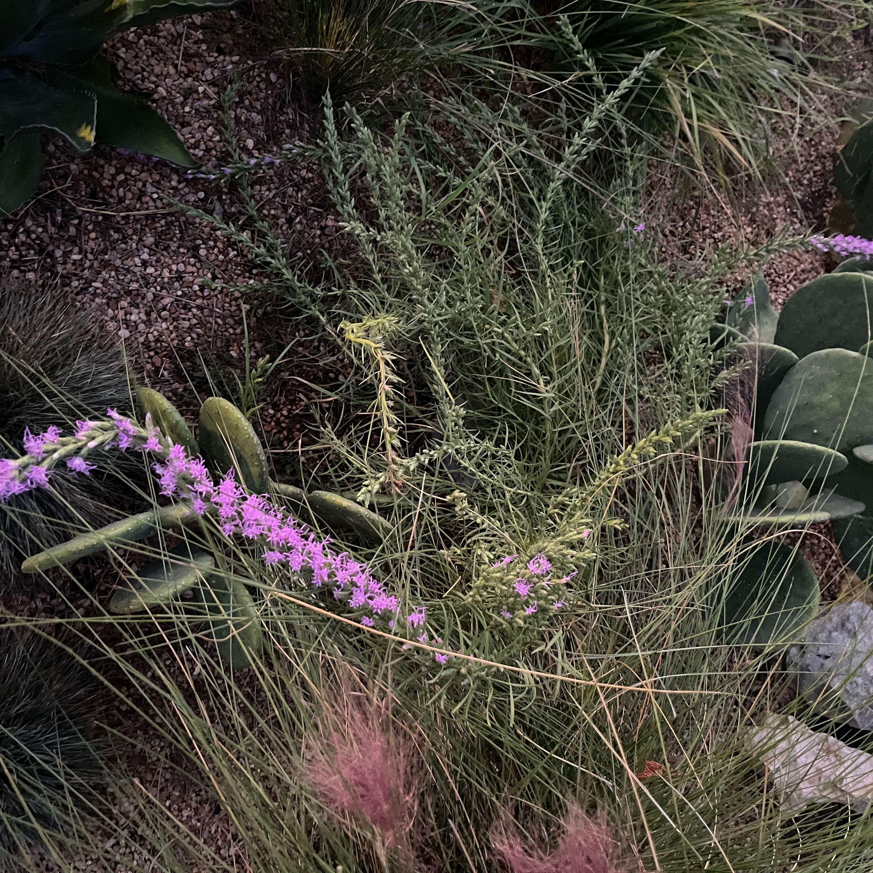 Photo of the plant species Liatris Spicata by @AliveJonquil45 named Plato on Greg, the plant care app