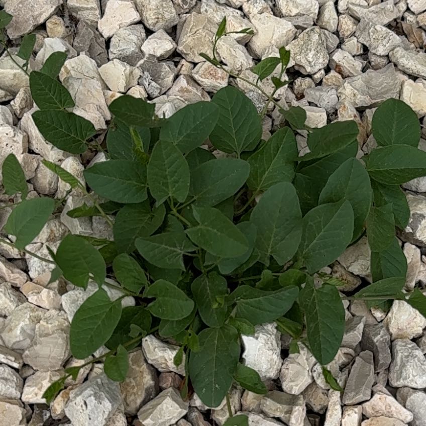 Photo of the plant species Kudzu by @UberSoybean1 named Harper on Greg, the plant care app