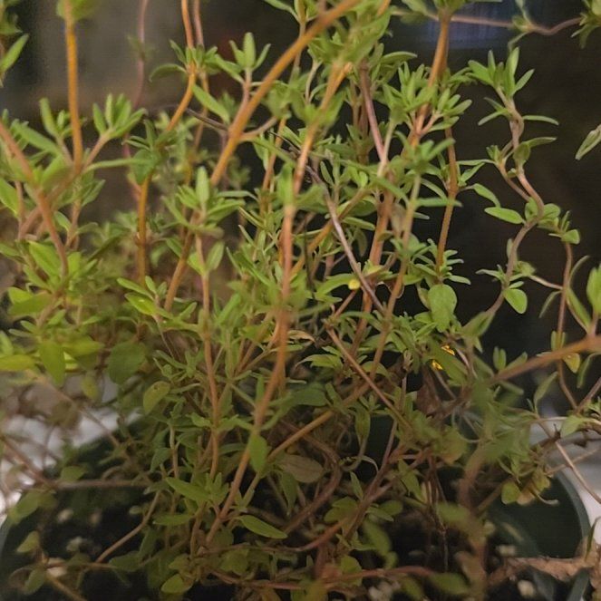Photo of the plant species Common Thyme by @WholeHemlock39 named Figyonce on Greg, the plant care app