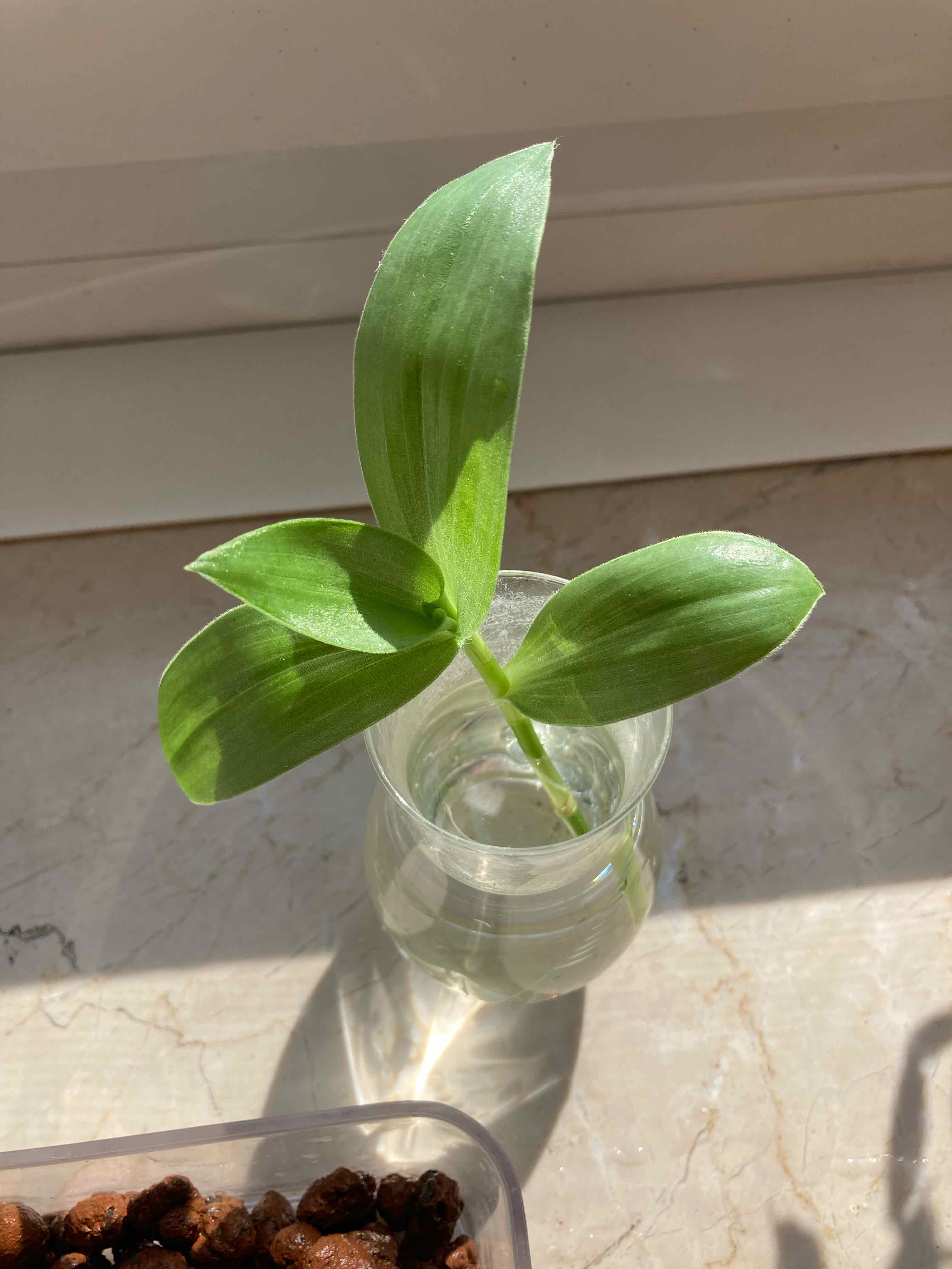Tradescantia 'Green Hill' plant cutting in a glass of water with vibrant green leaves.