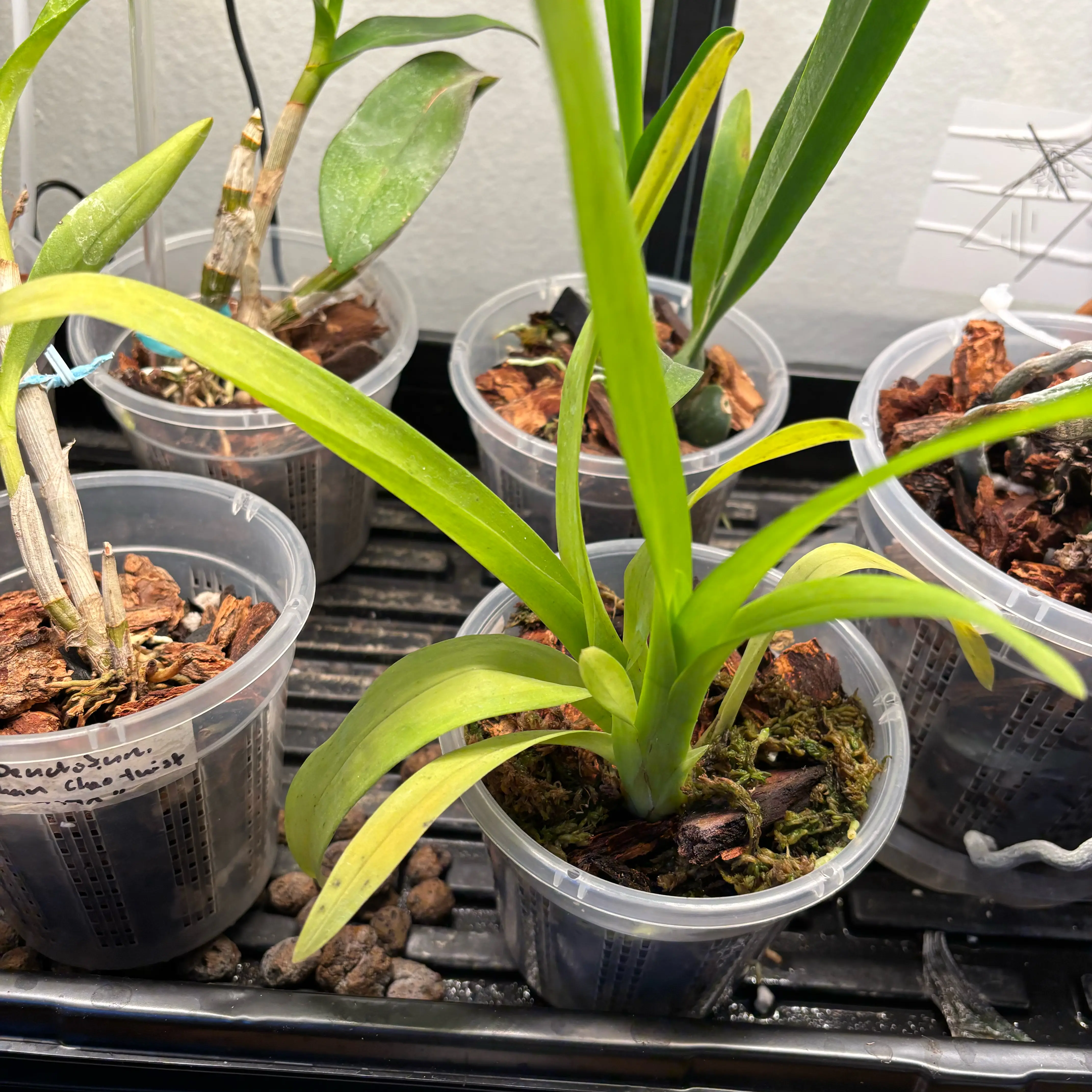 Photo of the plant species Wilsonara Eye Candy Pinkie by @MoneyedAnise53 named Eva on Greg, the plant care app