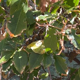 Photo of the plant species Camphor by @ChampWingfern86 named Sanders on Greg, the plant care app