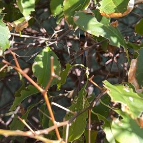 Photo of the plant species Camphor by @ChampWingfern86 named Marley on Greg, the plant care app