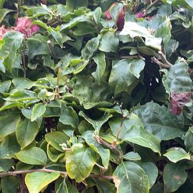 Photo of the plant species Kousa Dogwood by @ChampWingfern86 named Bigleef Smalls on Greg, the plant care app