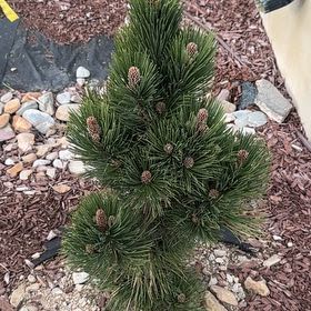 Photo of the plant species Bosnian Pine by @PoetRockcress67 named Ulysses S Plant on Greg, the plant care app