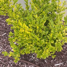 Photo of the plant species Golden vicary privet by @PoetRockcress67 named Mando on Greg, the plant care app