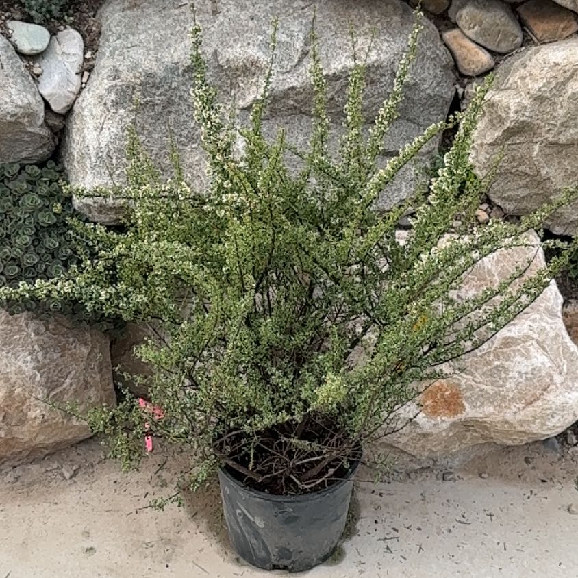 Photo of the plant species Snowmound by @PoetRockcress67 named Homer on Greg, the plant care app