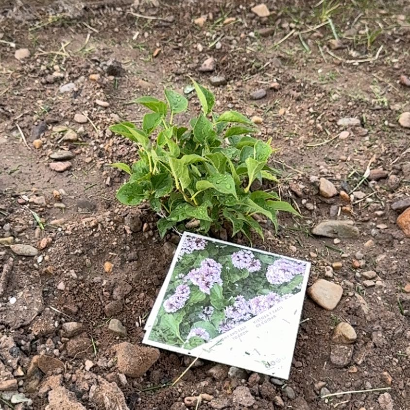 Photo of the plant species Baby Kim Lilac by @PoetRockcress67 named Gomez on Greg, the plant care app