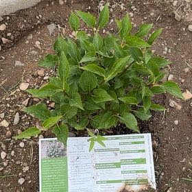 Plant care for Fraxinus apertisquamifera on Greg, the plant care app