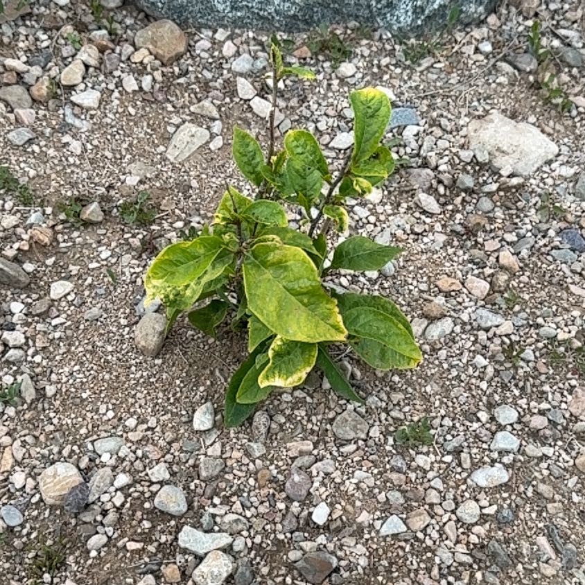 Photo of the plant species Tinkerbell Magnolia by @PoetRockcress67 named Madonna on Greg, the plant care app