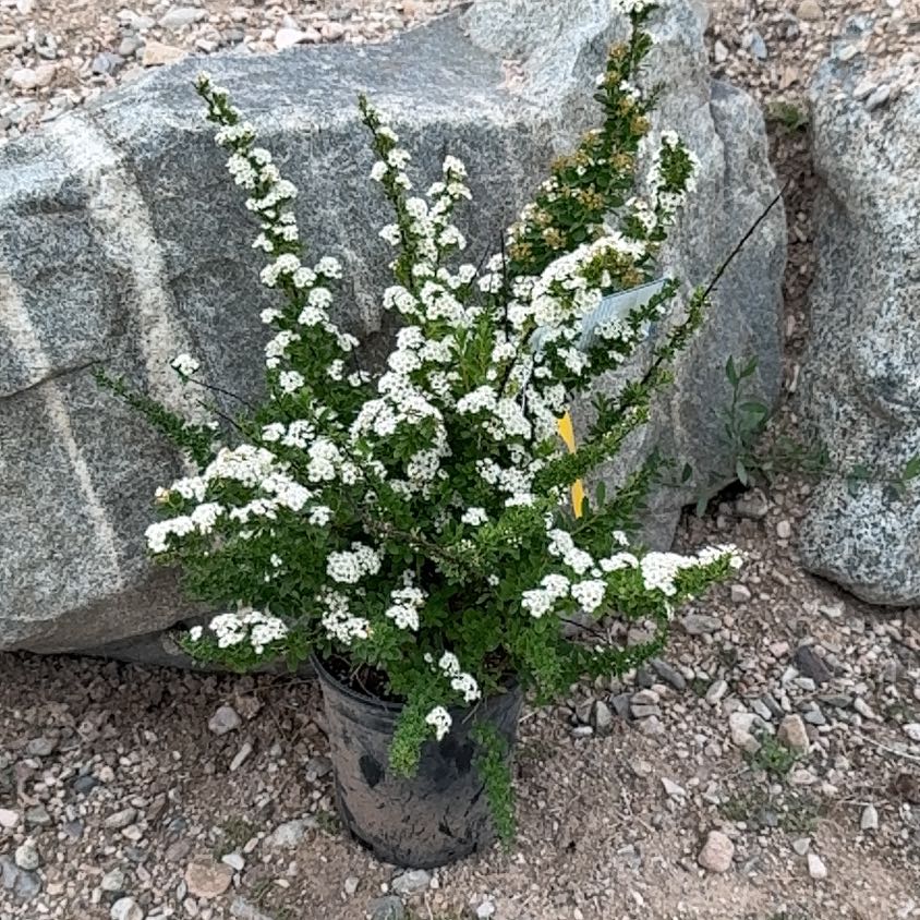 Photo of the plant species Snowmound by @PoetRockcress67 named Elle on Greg, the plant care app