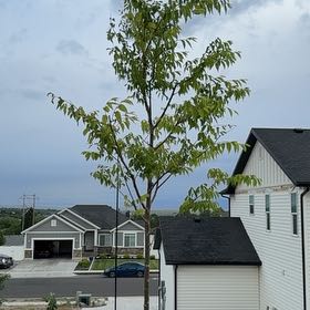 Photo of the plant species Zelkova 'Wireless®' by @PoetRockcress67 named Gobi on Greg, the plant care app