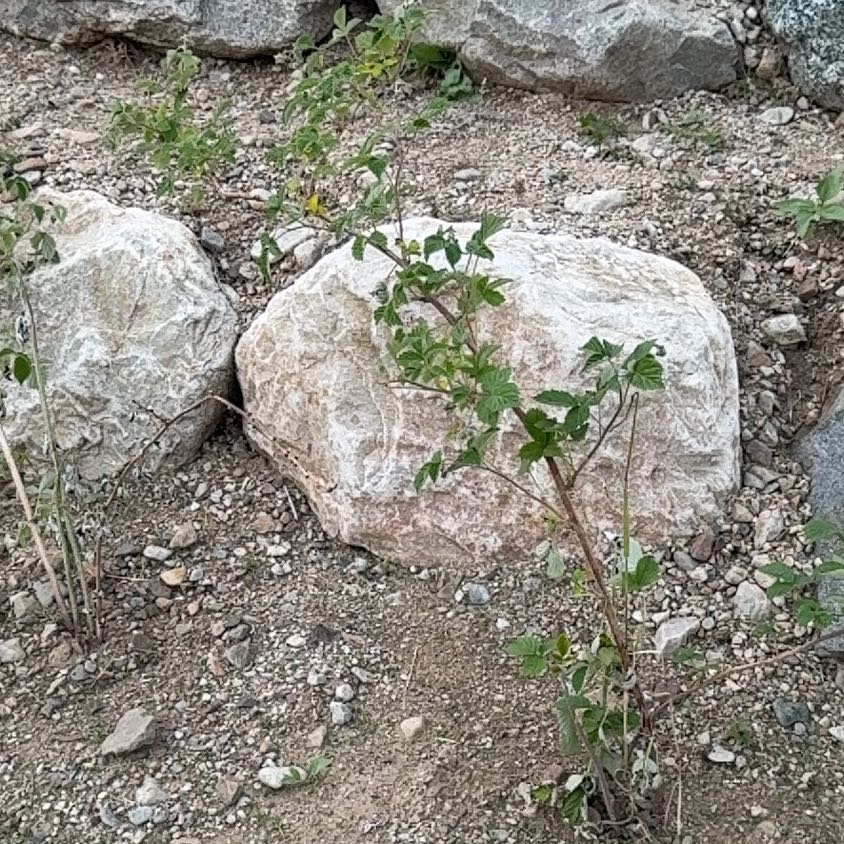 Photo of the plant species Red Raspberry by @PoetRockcress67 named da Vinci on Greg, the plant care app