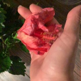 Photo of the plant species African Pink Hibiscus by @ProJossy named Victoria on Greg, the plant care app