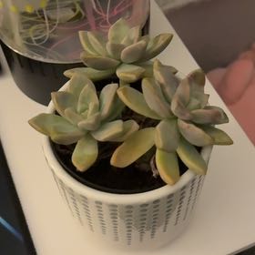 Photo of the plant species Graptosedum 'Ghosty' by @NeatAsarina15 named Atlas on Greg, the plant care app