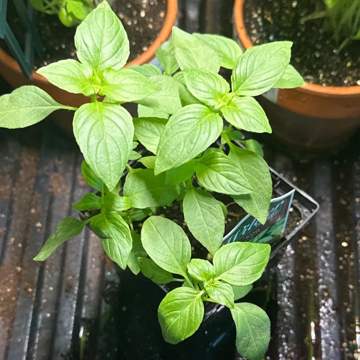 Photo of the plant species Mrs. Burns' Lemon Basil by @sabarabah named Faron on Greg, the plant care app