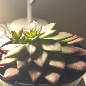 Photo of the plant species Solar Flare by @DesignerPeanut named Winston Schmidt on Greg, the plant care app