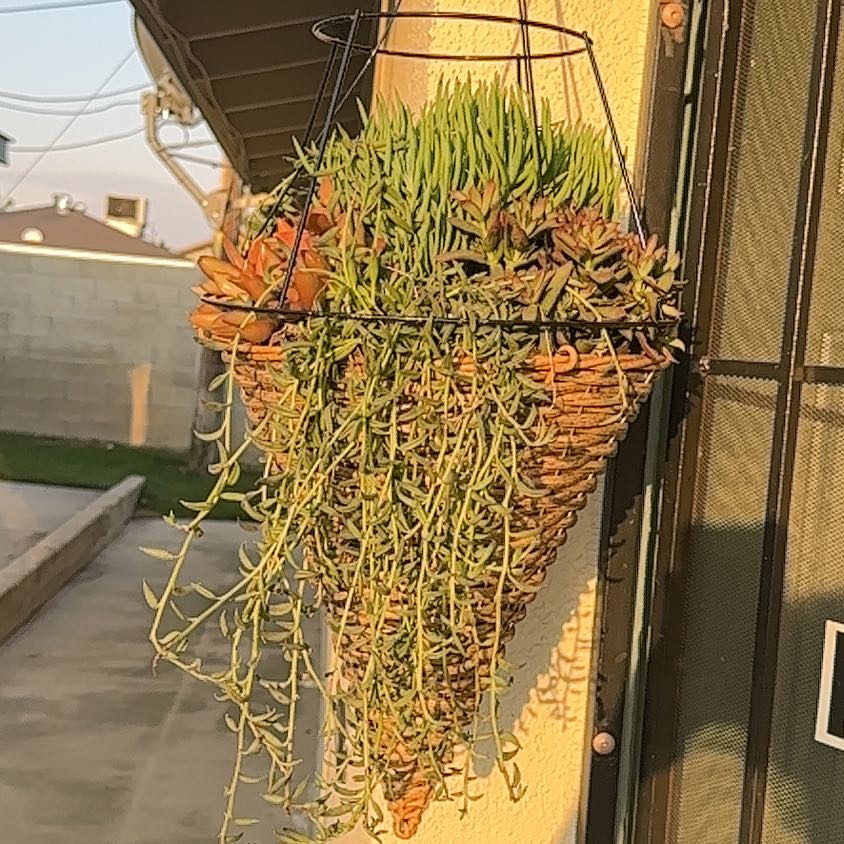 Photo of the plant species Gregory by @TryWildyam97 named Luna on Greg, the plant care app