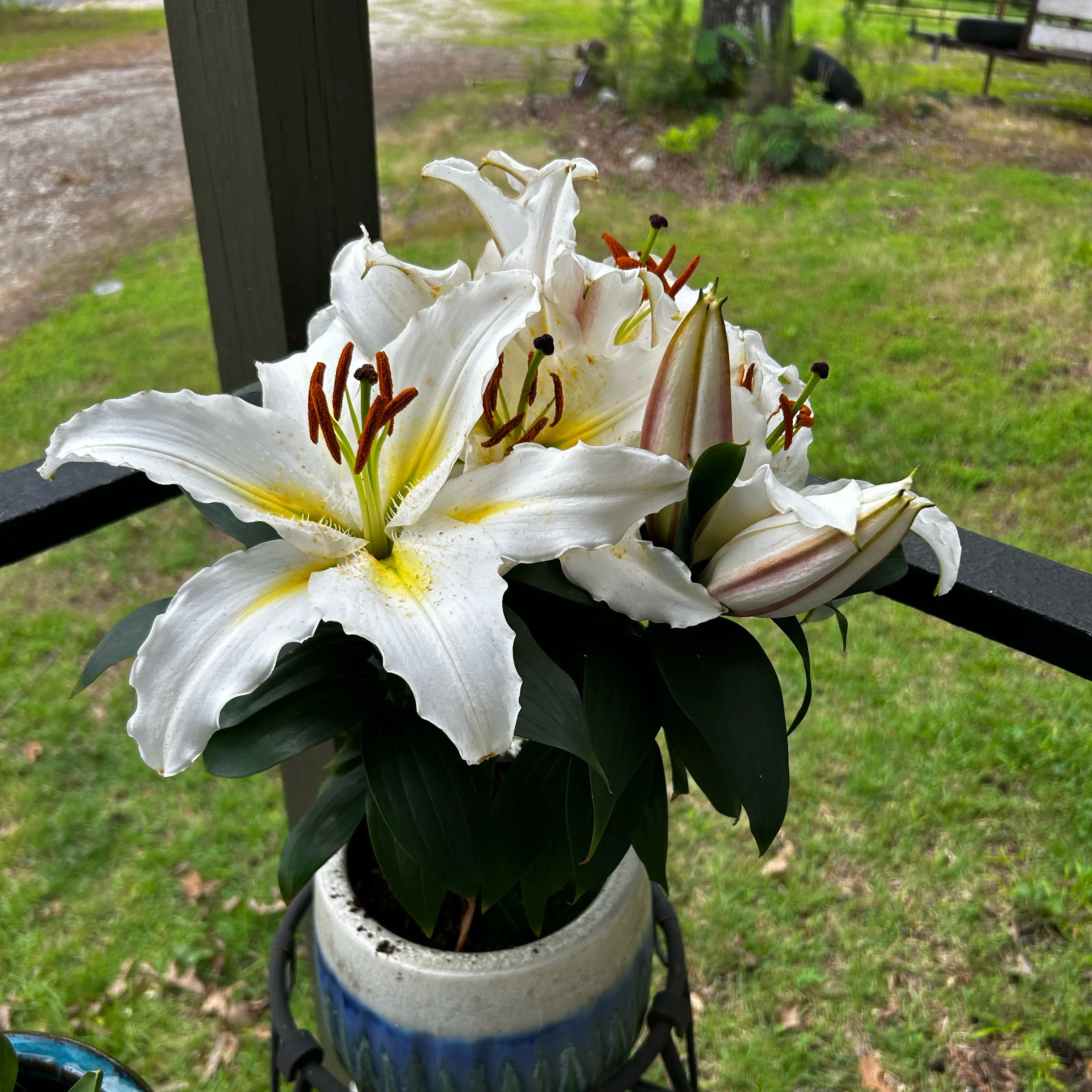 Photo of the plant species Lily 'Sunny Azores' by @Mustangallie named Sunny on Greg, the plant care app