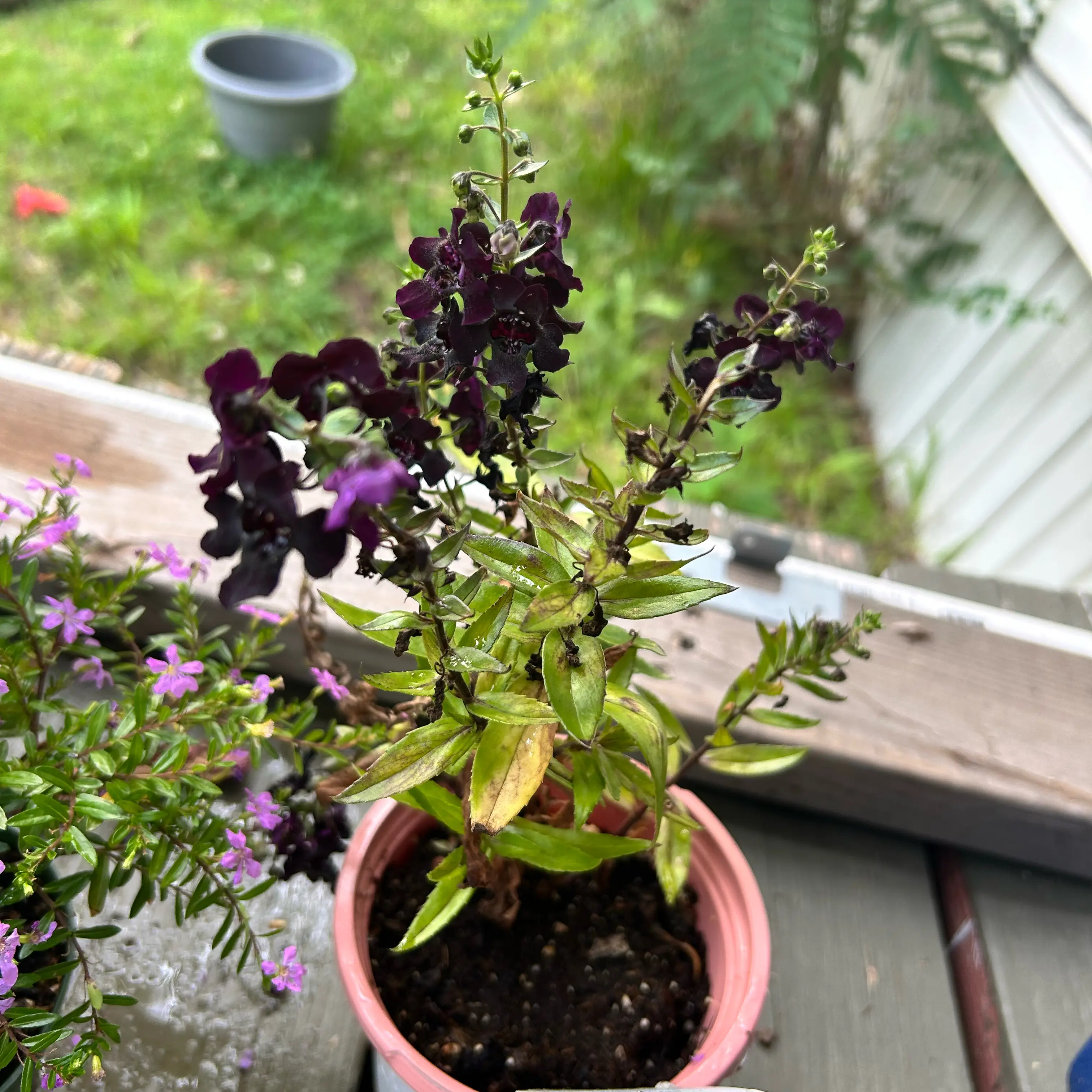 Photo of the plant species Angelonia by @Mustangallie named Raven on Greg, the plant care app