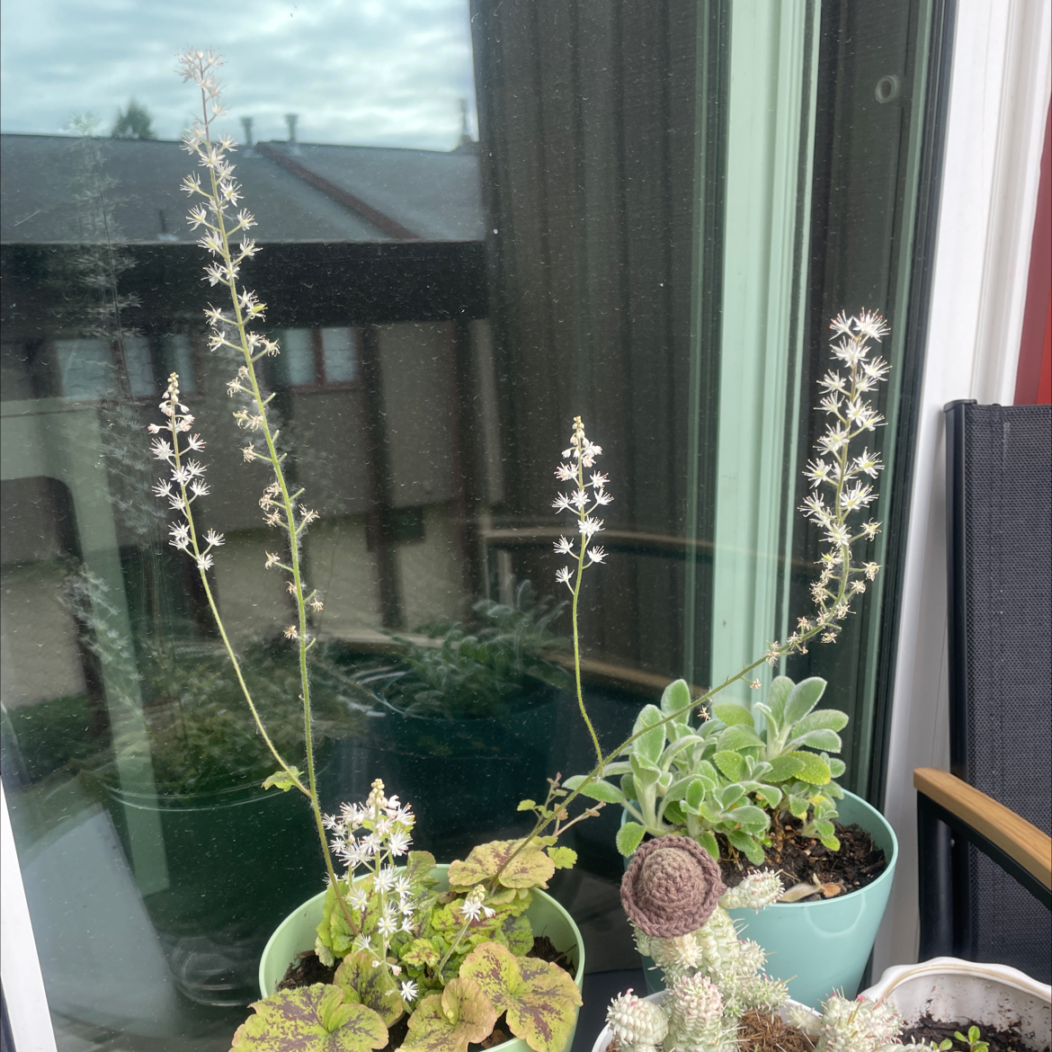 Photo of the plant species Foam Flower by @bridgetroll69 named Xera on Greg, the plant care app