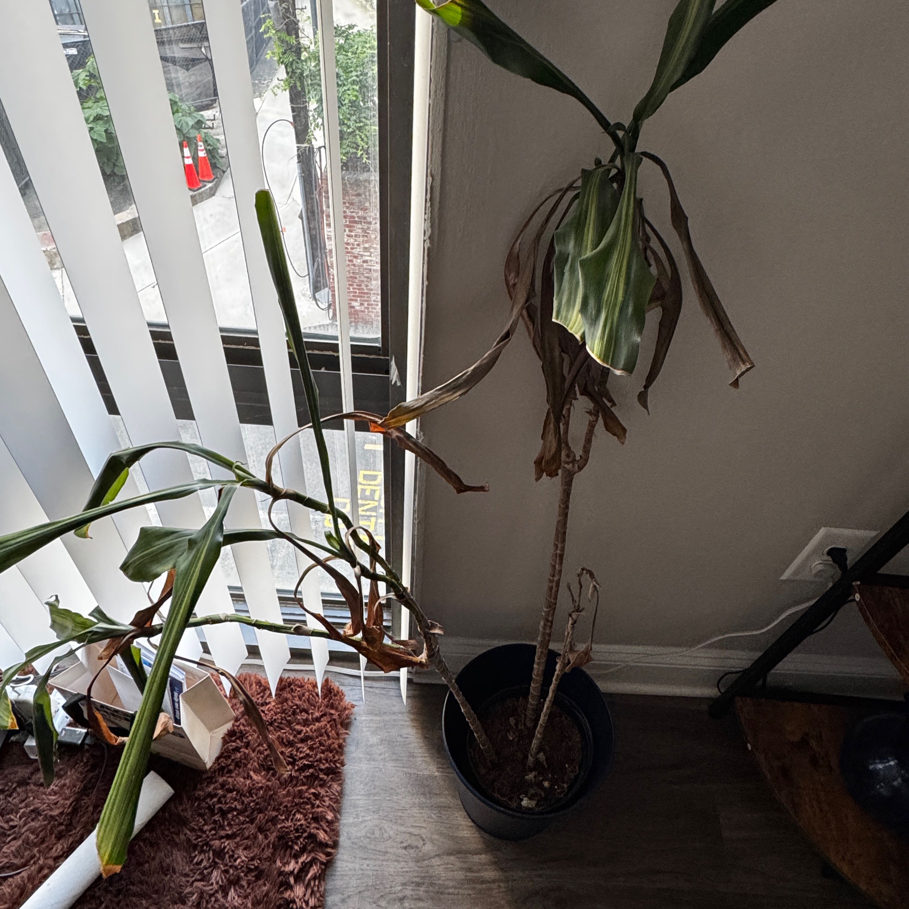 Photo of the plant species Dracaena Cintho by @FancyFeijoa70 named Harmony on Greg, the plant care app