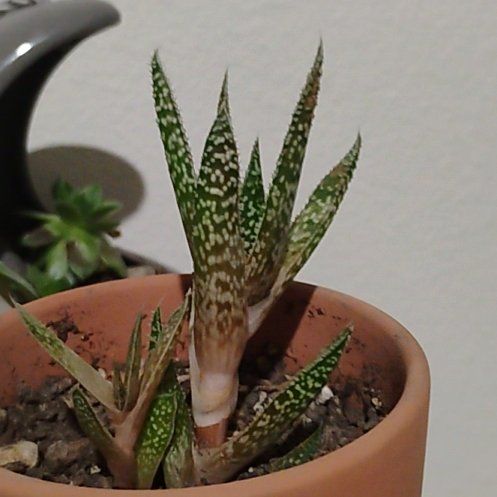 Photo of the plant species Gasteraloe 'Royal Highness' by @Theo2101 named Spike on Greg, the plant care app