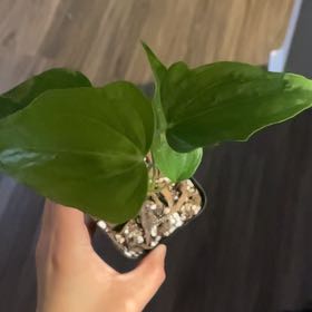 Photo of the plant species Anthurium Fingers by @Karlita_Rodri named Mazikeen on Greg, the plant care app