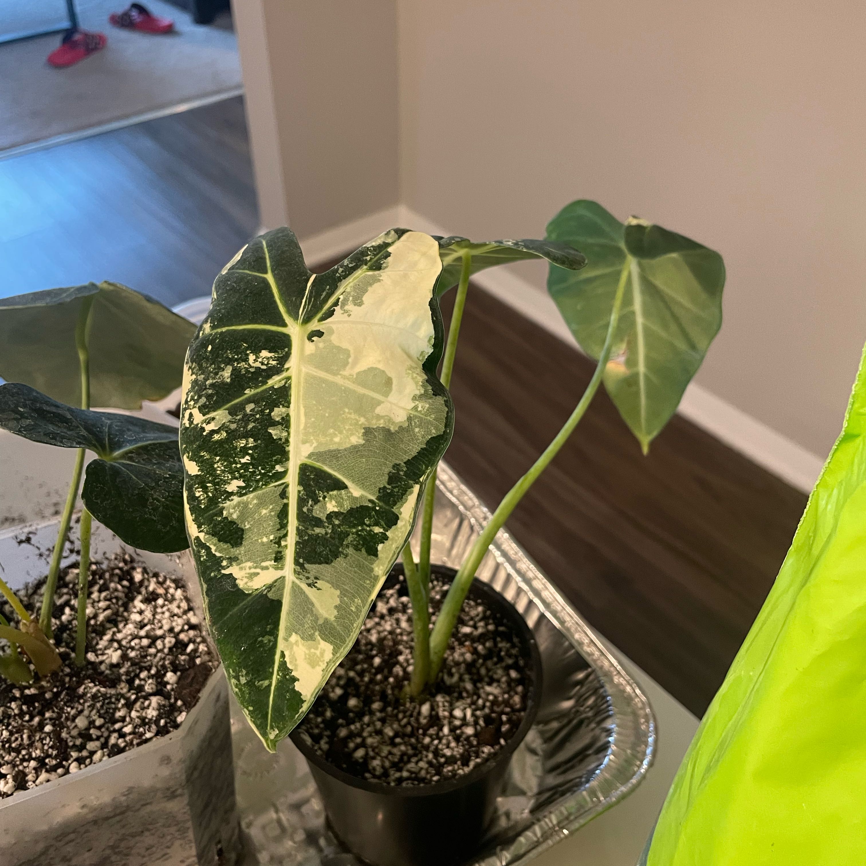 Photo of the plant species Alocasia Frydek by @Karlita_Rodri named Oscar on Greg, the plant care app