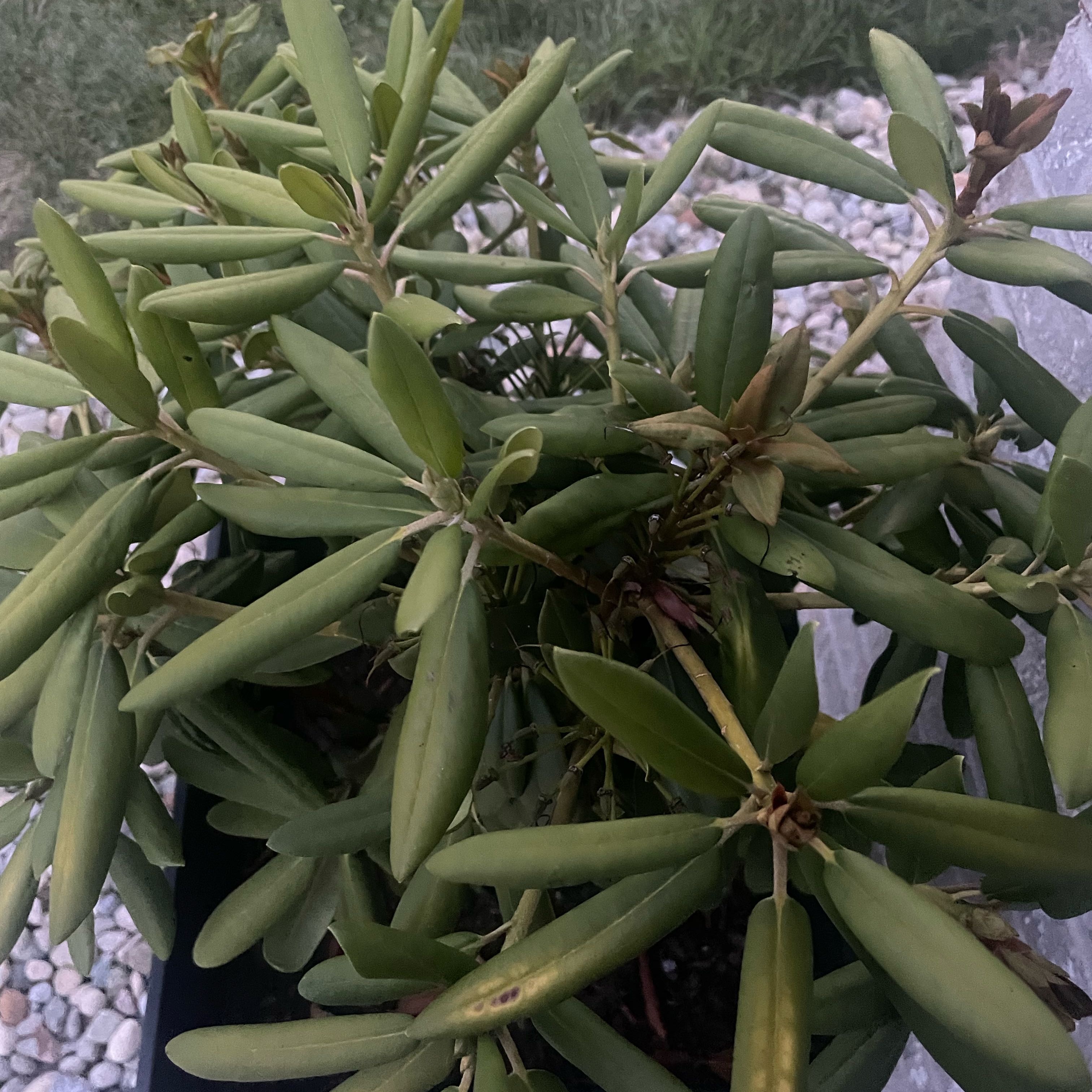 Photo of the plant species Catawba Rhododendron by @Karlita_Rodri named Luna on Greg, the plant care app