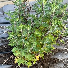 Photo of the plant species Mediterranean-Medlar by @LoyallyPhalsa18 named Fernie Mercury on Greg, the plant care app