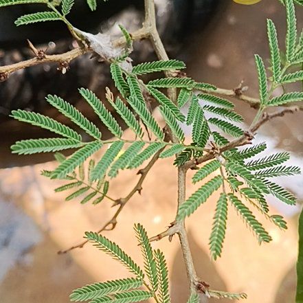 Photo of the plant species Silver Wattle by @CopiousMizuna50 named Sage on Greg, the plant care app