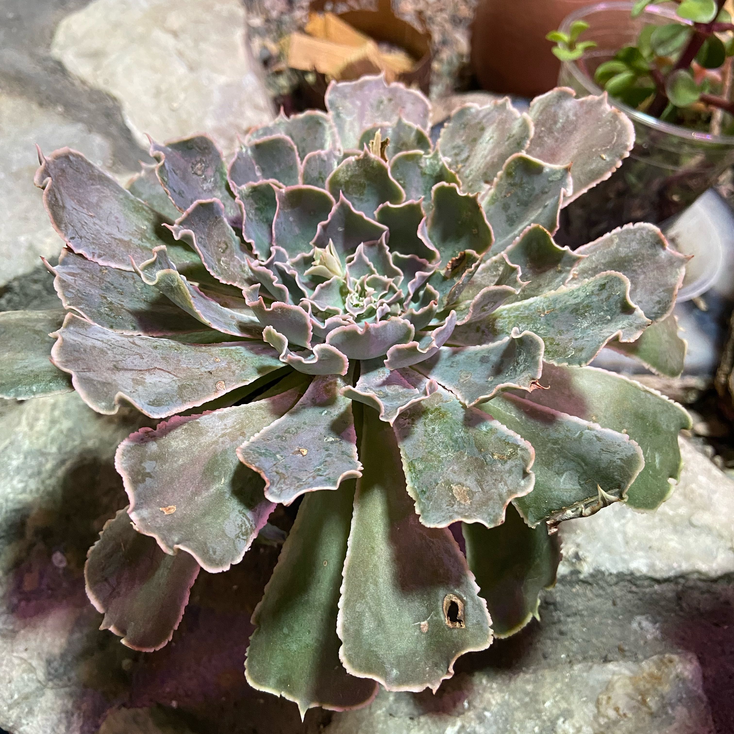 Photo of the plant species Mexican Hens by @ExoticSunburst named Walt on Greg, the plant care app