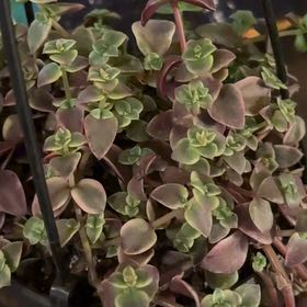 Photo of the plant species Crassula 'Calico Kitten' by @VehementAtom01 named Cali Kitty on Greg, the plant care app