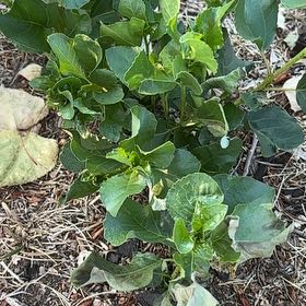 Photo of the plant species Asian Bittersweet by @VehementAtom01 named Robert Plant on Greg, the plant care app