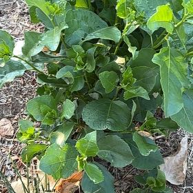 Photo of the plant species Asian Bittersweet by @VehementAtom01 named Marilyn on Greg, the plant care app