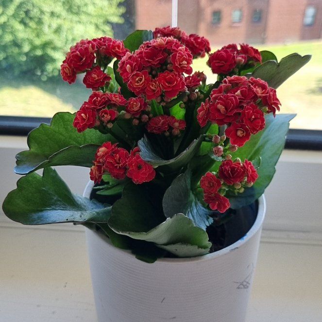 Photo of the plant species Kalanchoe by @bethany17 named - Kalanc on Greg, the plant care app