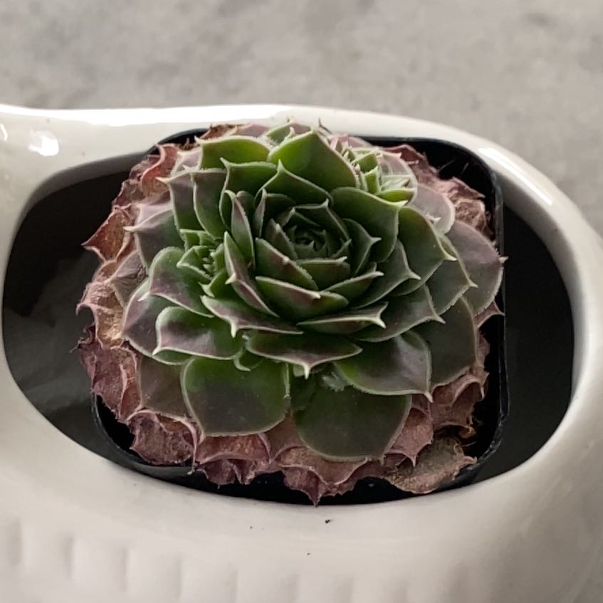 Photo of the plant species Sempervivum Globiferum by @HotshotTupeia64 named Buddha on Greg, the plant care app