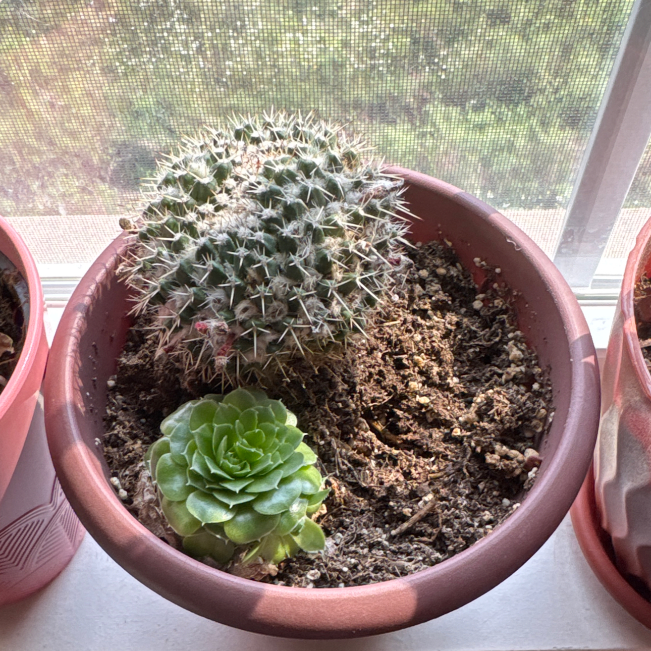 Photo of the plant species Sempervivum Globiferum by @HotshotTupeia64 named Spartacus & Buddha on Greg, the plant care app