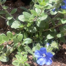 Photo of the plant species Dwarf Morning-Glory by @AdeptBluegiant named Sir Plancelot on Greg, the plant care app