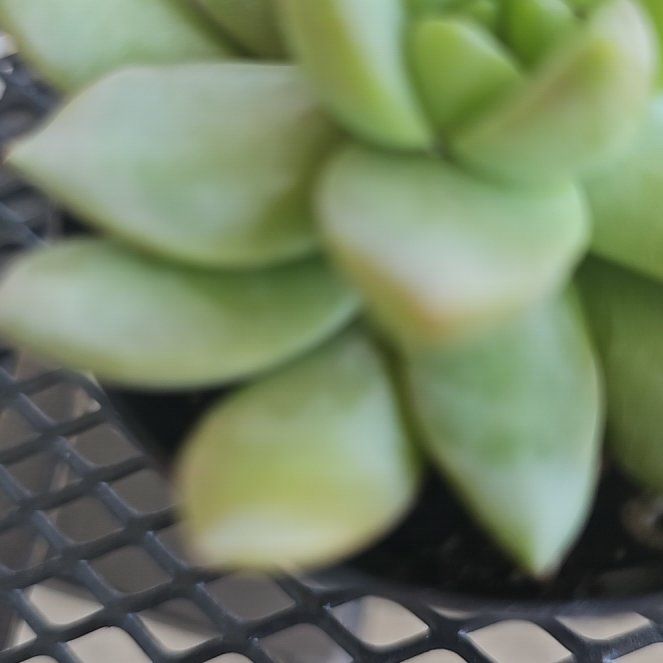 Photo of the plant species Succulent by @JoyfulMazeplant named Naomi on Greg, the plant care app