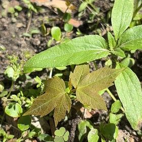 Photo of the plant species Slender Sunflower by @HelperHautree69 named Harper on Greg, the plant care app