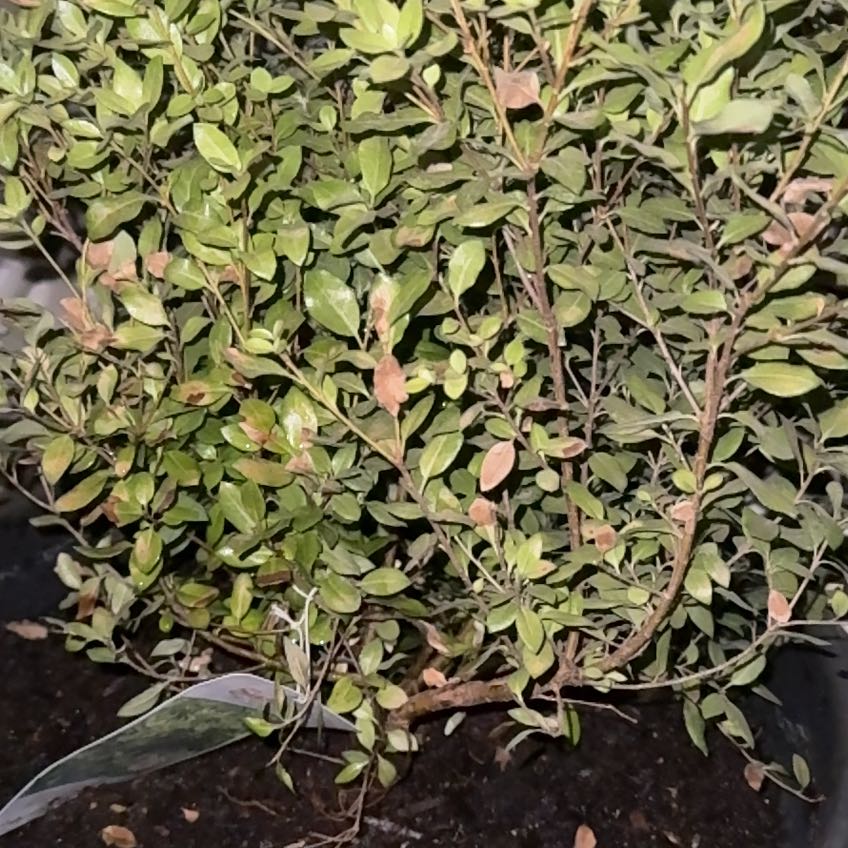 Photo of the plant species Pittosporum 'Beach Ball' by @GemAsarina4 named Luna on Greg, the plant care app