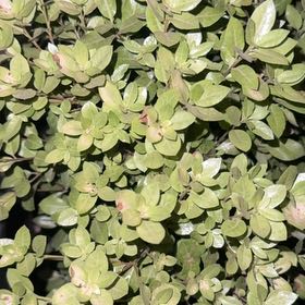 Photo of the plant species Pittosporum by @GemAsarina4 named Harry on Greg, the plant care app