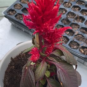Photo of the plant species Dragon's Breath Celosia by @BigtimeRose6 named Winston on Greg, the plant care app
