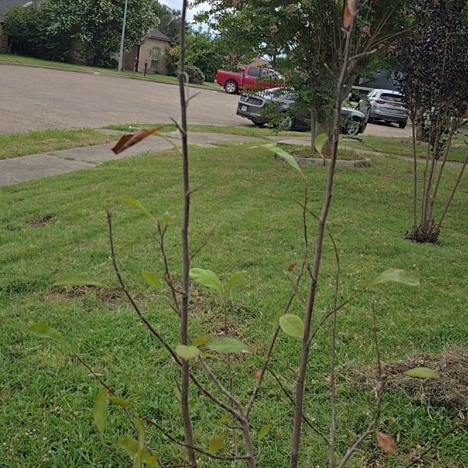 Photo of the plant species Goat Willow by @GoldCigartree66 named Planty on Greg, the plant care app