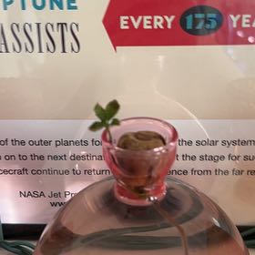 Photo of the plant species Oak Tree by @AceGreenbark10 named Fernie Saunders on Greg, the plant care app