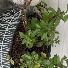 Photo of the plant species Cordyline 'Chocolate Mint' by @LimberMitrealoe named LiloStitch on Greg, the plant care app
