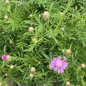 Photo of the plant species Florida Mimosa by @ManyBuroak21 named Gomez on Greg, the plant care app